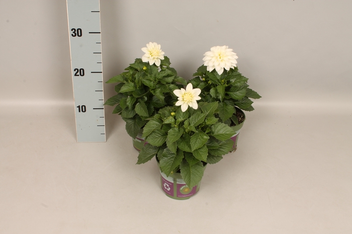 <h4>Dahlia White</h4>