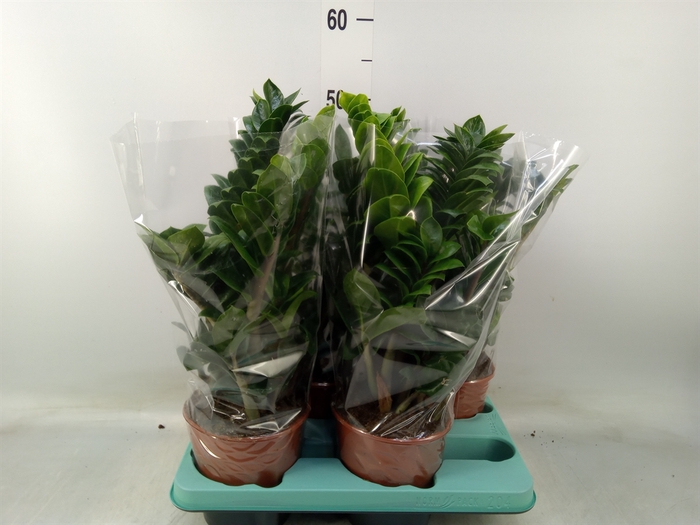 <h4>Zamioculcas zamiifolia 'Zenzi'</h4>