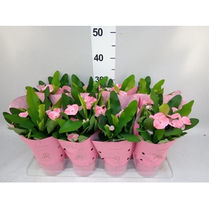 Euphorbia milii 'Charlotte'