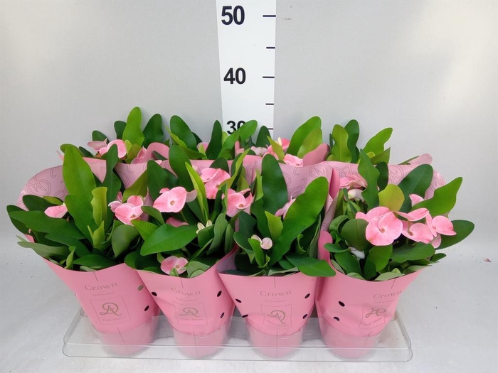 <h4>Euphorbia milii 'Charlotte'</h4>