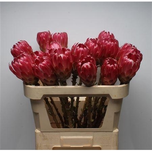 Protea Brenda No Leaves