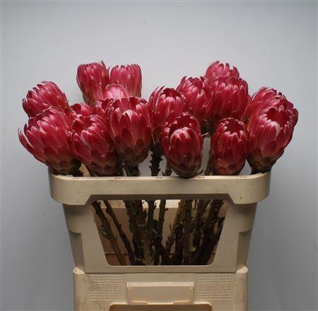 Protea Brenda No Leaves