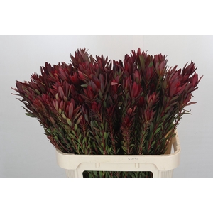 Leucadendron Safari Sunset Spray