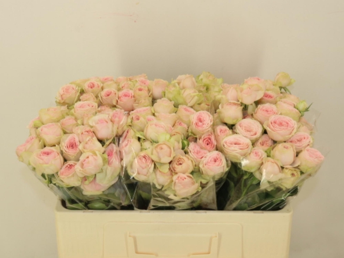 <h4>R TR SWEET GISELLE!</h4>