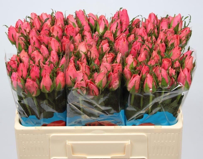 <h4>R GR ACE PINK+</h4>