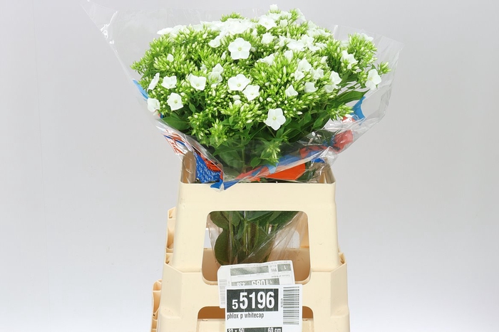 <h4>Phlox P Whitecap</h4>