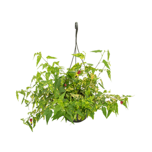 ABUTILON VARIEGATO C21