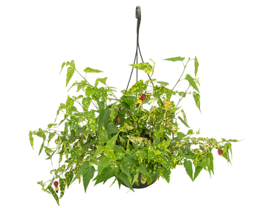 ABUTILON VARIEGATO C21