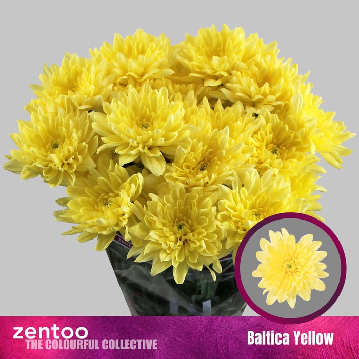 <h4>CHR T BALTICA YELLOW</h4>