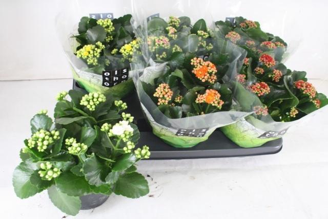 <h4>KAL GE GEM 5 KL</h4>