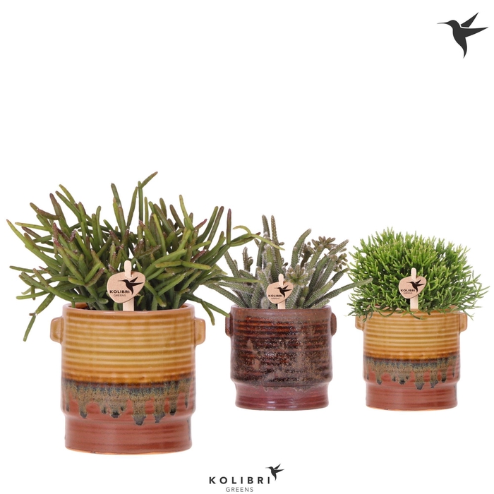 <h4>Kolibri Greens Rhipsalis mix in Sunset pot mix</h4>