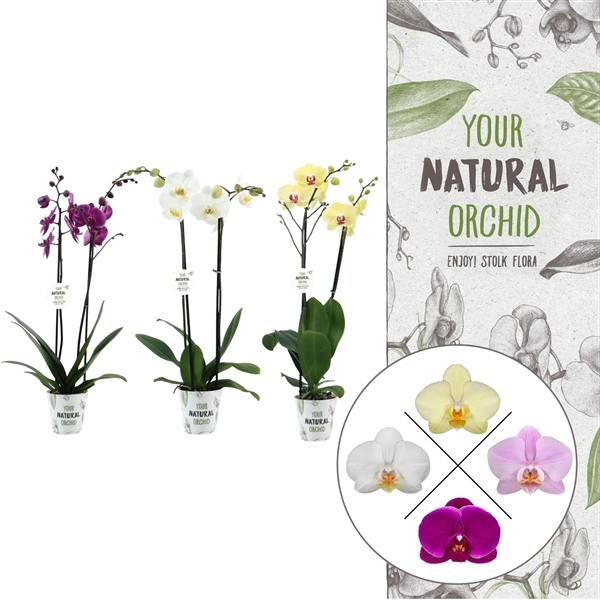 <h4>Your Natural Orchid | Mix in potcover | Phalaenopsis 2 spike</h4>