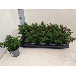 CUPH HYSSOPIFOLIA