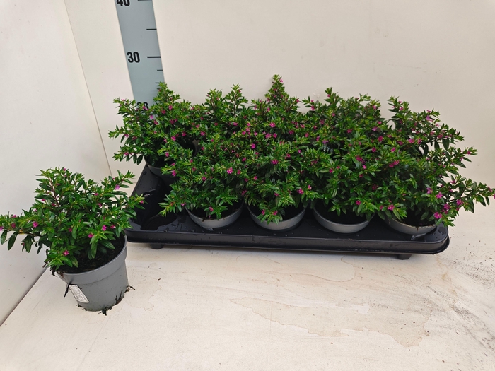 <h4>CUPH HYSSOPIFOLIA</h4>