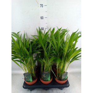 Dypsis lutescens   ...Chrysalidoca