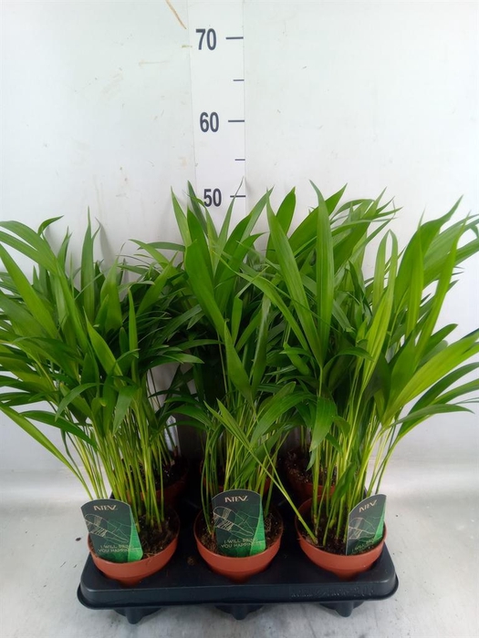 <h4>Dypsis lutescens   ...Chrysalidoca</h4>