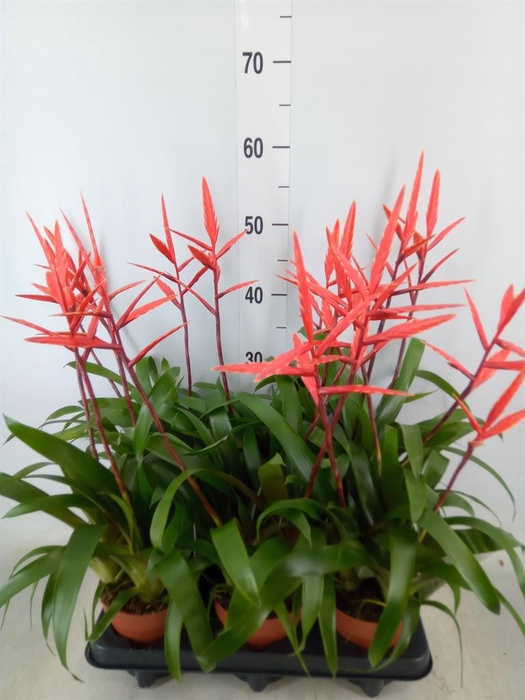 <h4>Vriesea  'Elan'</h4>