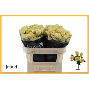 R TR BANDOLERO Water