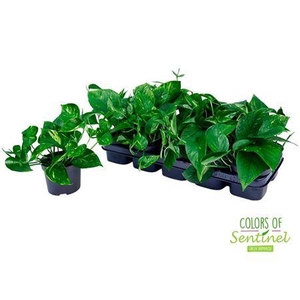 Epipremnum Pinnatum Aureum