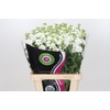 Matthiola Iron White