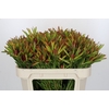 Leucadendron Ayoba Cherry Pearl