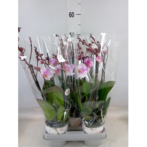 Phalaenopsis  'Ant Roskilde'