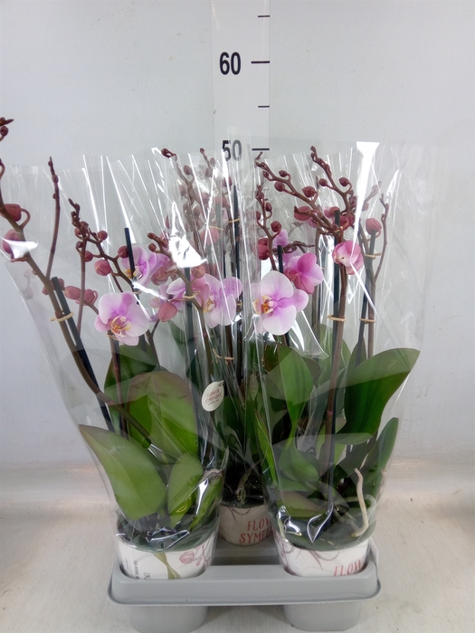 <h4>Phalaenopsis  'Ant Roskilde'</h4>