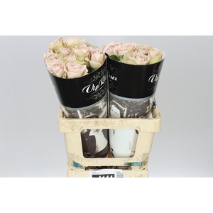 Rosa Gr Vip Notre Dame+