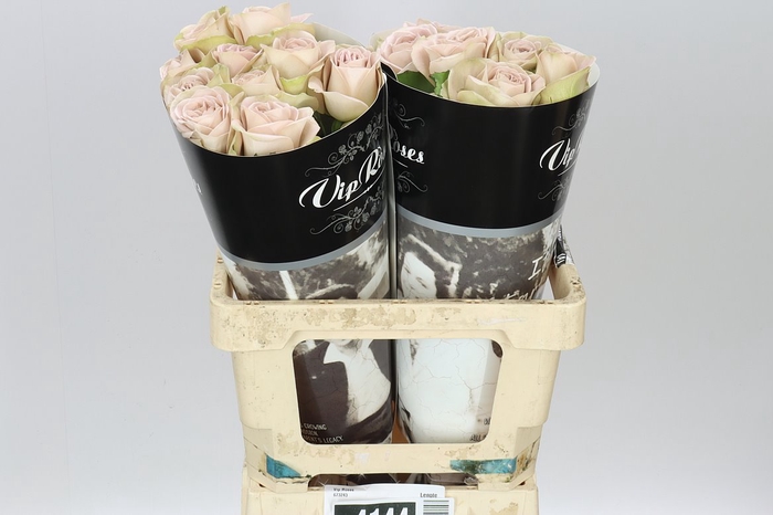 <h4>Rosa Gr Vip Notre Dame+</h4>