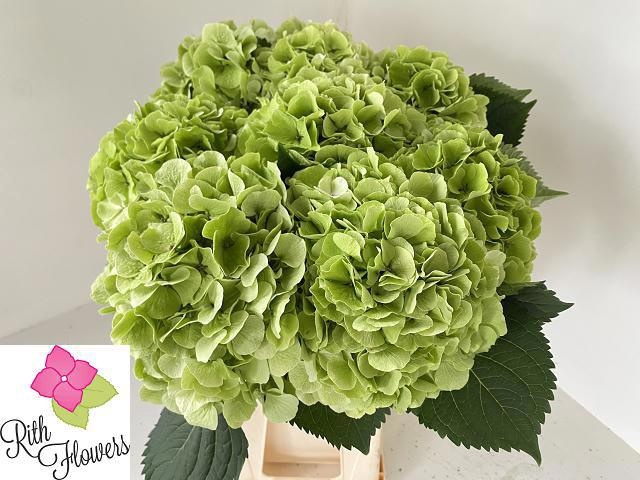 <h4>HYDR M CH VERENA CL</h4>