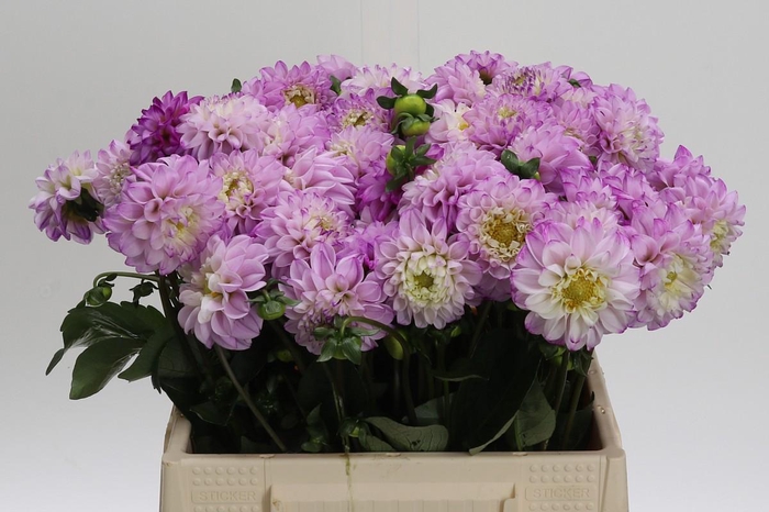 Dahlia (Ball Grp) 'Genova'