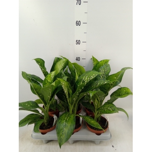Dieffenbachia