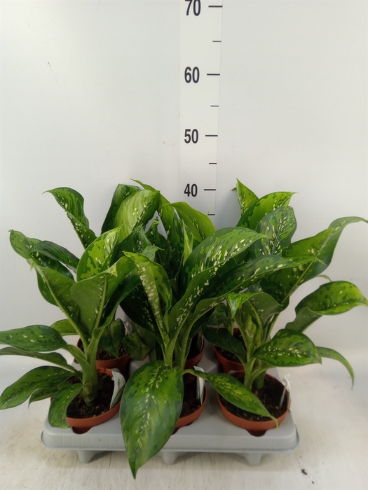 <h4>Dieffenbachia</h4>