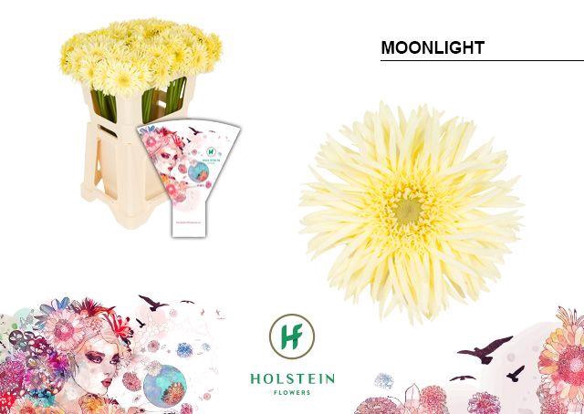 <h4>Germini Spider Moonlight Water</h4>