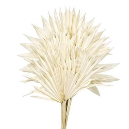 <h4>Droogbloem Palm Sun 50cm x6</h4>