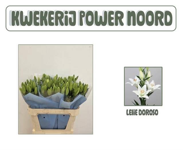 <h4>LI LA DOROSO</h4>