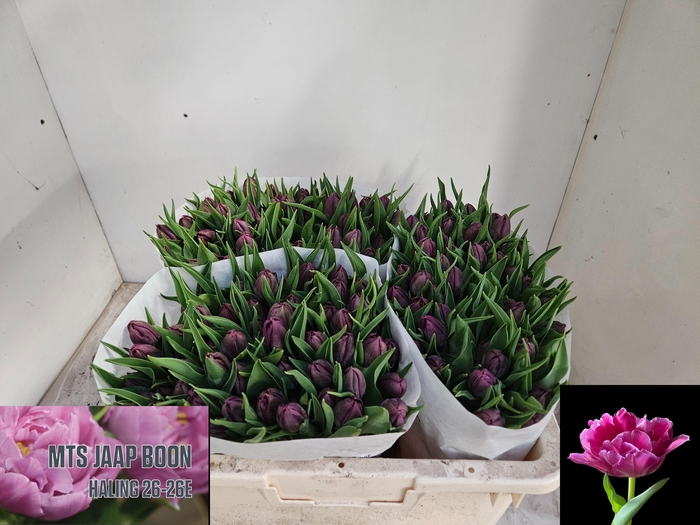 <h4>Tulipa do world bowl</h4>