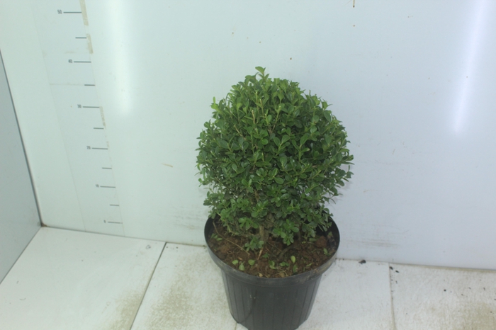 <h4>BUXINHO P24</h4>