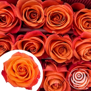 R Eq Orange Crush