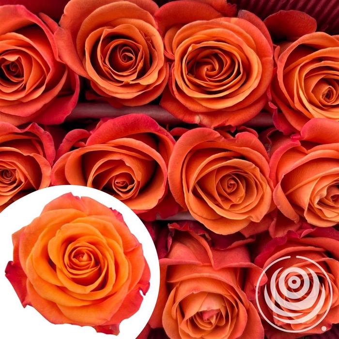 <h4>R Eq Orange Crush</h4>