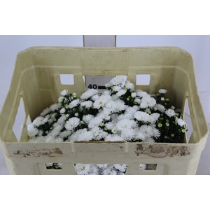 ASTER MARIANA 040 CM