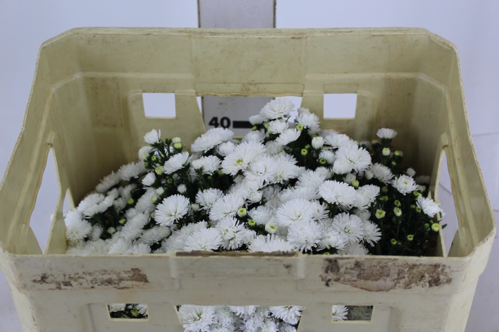 <h4>ASTER MARIANA 040 CM</h4>