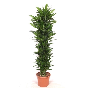 Dracaena Janet Lind