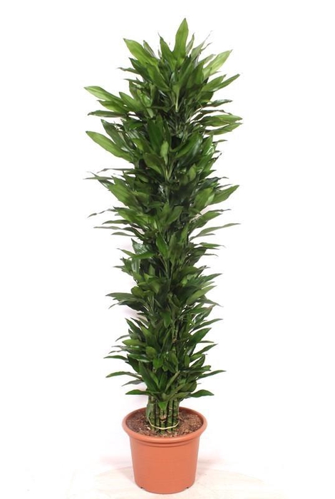 <h4>Dracaena Janet Lind</h4>