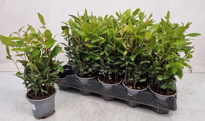 <h4>LAU NOBILIS</h4>