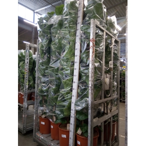 Ficus lyrata 'Bambino'