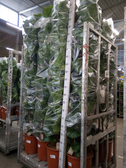 <h4>Ficus lyrata 'Bambino'</h4>