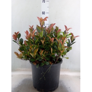 Photinia fraseri 'Little Red Robin'