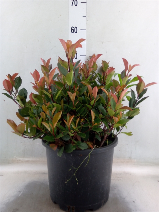 <h4>Photinia fraseri 'Little Red Robin'</h4>