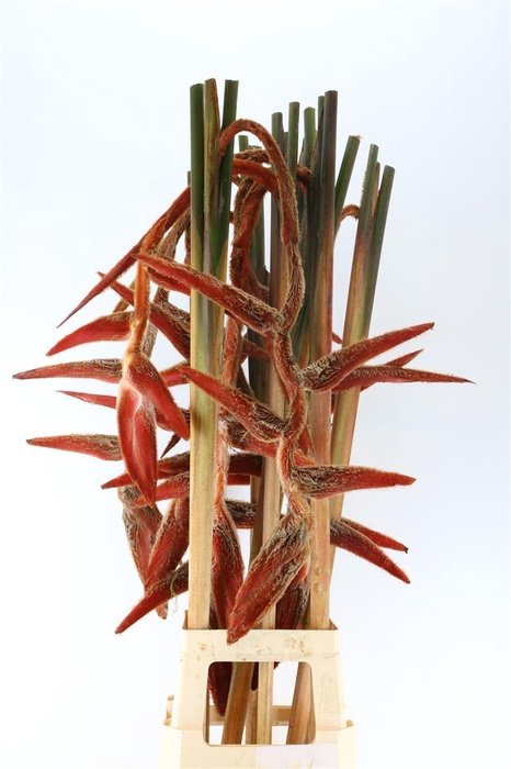 <h4>Hel She Kong</h4>